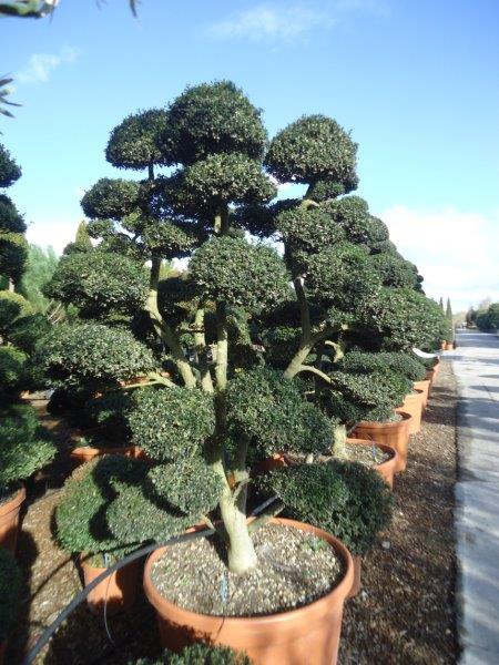 Ilex Crenata Bonsaï bassin d'Arcachon